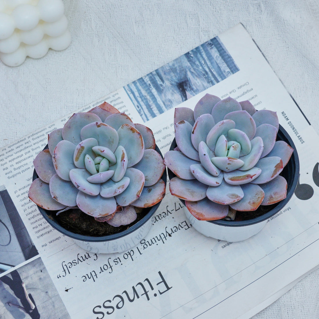4'' Echeveria Cream Tea, Rare Live Succulent Plants