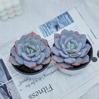 4'' Echeveria Cream Tea, Rare Live Succulent Plants