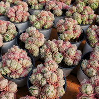 4'' Echeveria Lemon Berry Crested, Rare Live Succulent Plants