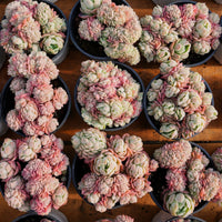 4'' Echeveria Lemon Berry Crested, Rare Live Succulent Plants