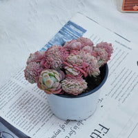 4'' Echeveria Lemon Berry Crested, Rare Live Succulent Plants