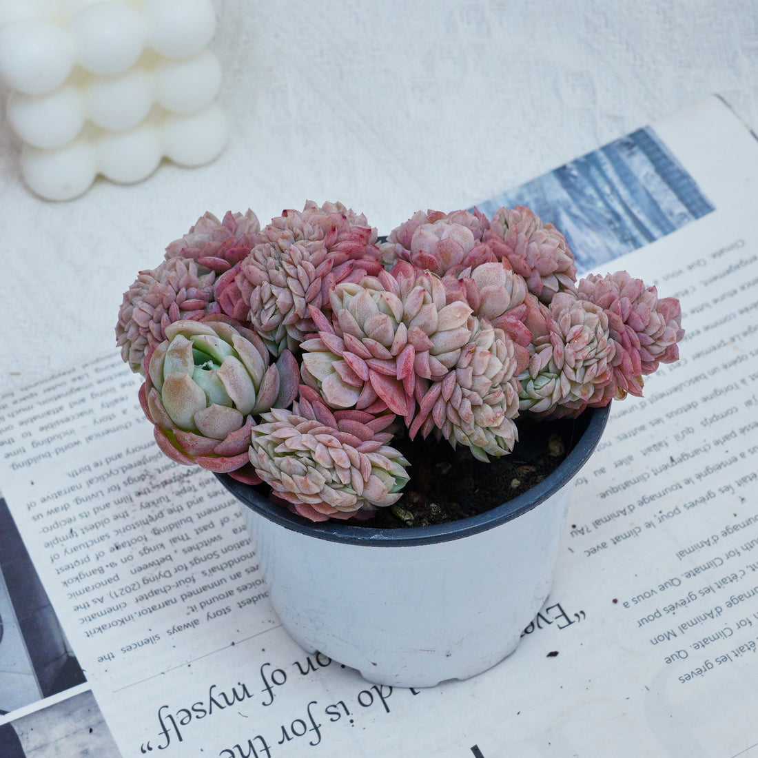 4'' Echeveria Lemon Berry Crested, Rare Live Succulent Plants