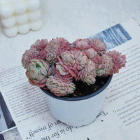 4'' Echeveria Lemon Berry Crested, Rare Live Succulent Plants