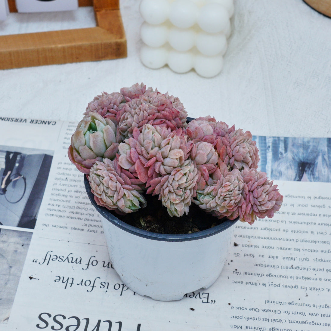 4'' Echeveria Lemon Berry Crested, Rare Live Succulent Plants