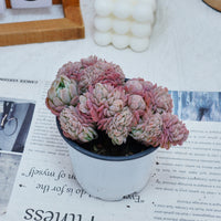 4'' Echeveria Lemon Berry Crested, Rare Live Succulent Plants