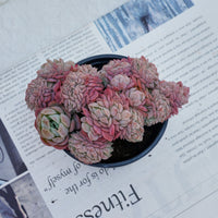 4'' Echeveria Lemon Berry Crested, Rare Live Succulent Plants