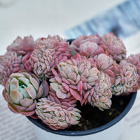 4'' Echeveria Lemon Berry Crested, Rare Live Succulent Plants