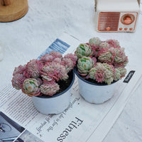 4'' Echeveria Lemon Berry Crested, Rare Live Succulent Plants
