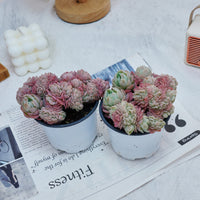 4'' Echeveria Lemon Berry Crested, Rare Live Succulent Plants