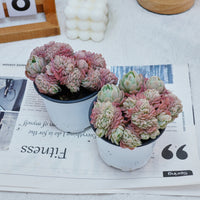 4'' Echeveria Lemon Berry Crested, Rare Live Succulent Plants