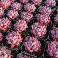 2'' Echeveria Black Swan, Rare Live Succulent Plants