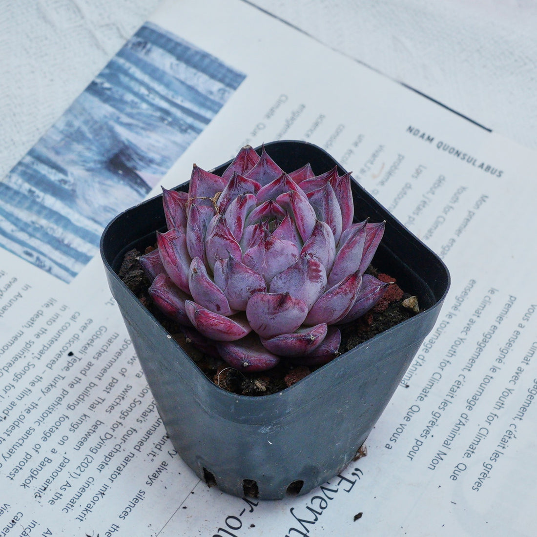 2'' Echeveria Black Swan, Rare Live Succulent Plants