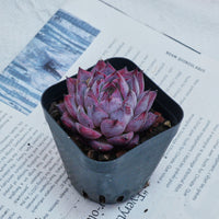 2'' Echeveria Black Swan, Rare Live Succulent Plants