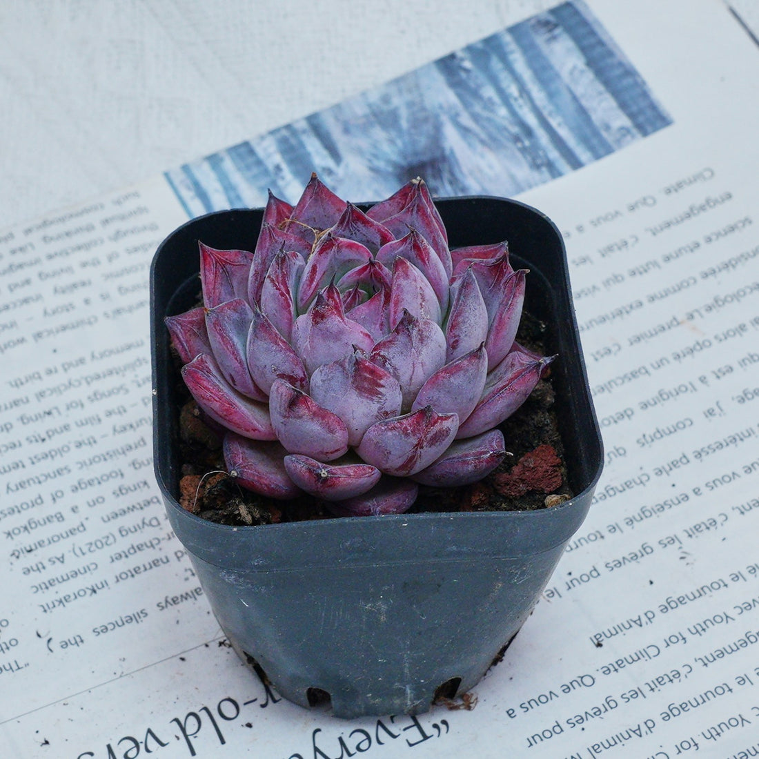 2'' Echeveria Black Swan, Rare Live Succulent Plants