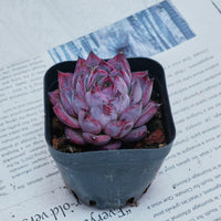 2'' Echeveria Black Swan, Rare Live Succulent Plants