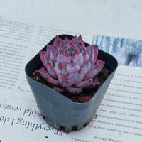 2'' Echeveria Black Swan, Rare Live Succulent Plants