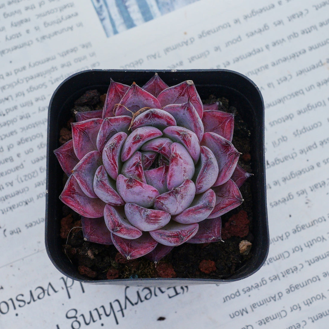2'' Echeveria Black Swan, Rare Live Succulent Plants