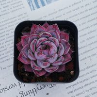 2'' Echeveria Black Swan, Rare Live Succulent Plants