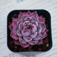 2'' Echeveria Black Swan, Rare Live Succulent Plants