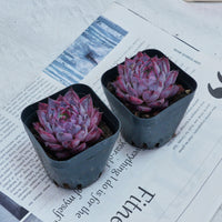 2'' Echeveria Black Swan, Rare Live Succulent Plants