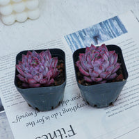 2'' Echeveria Black Swan, Rare Live Succulent Plants