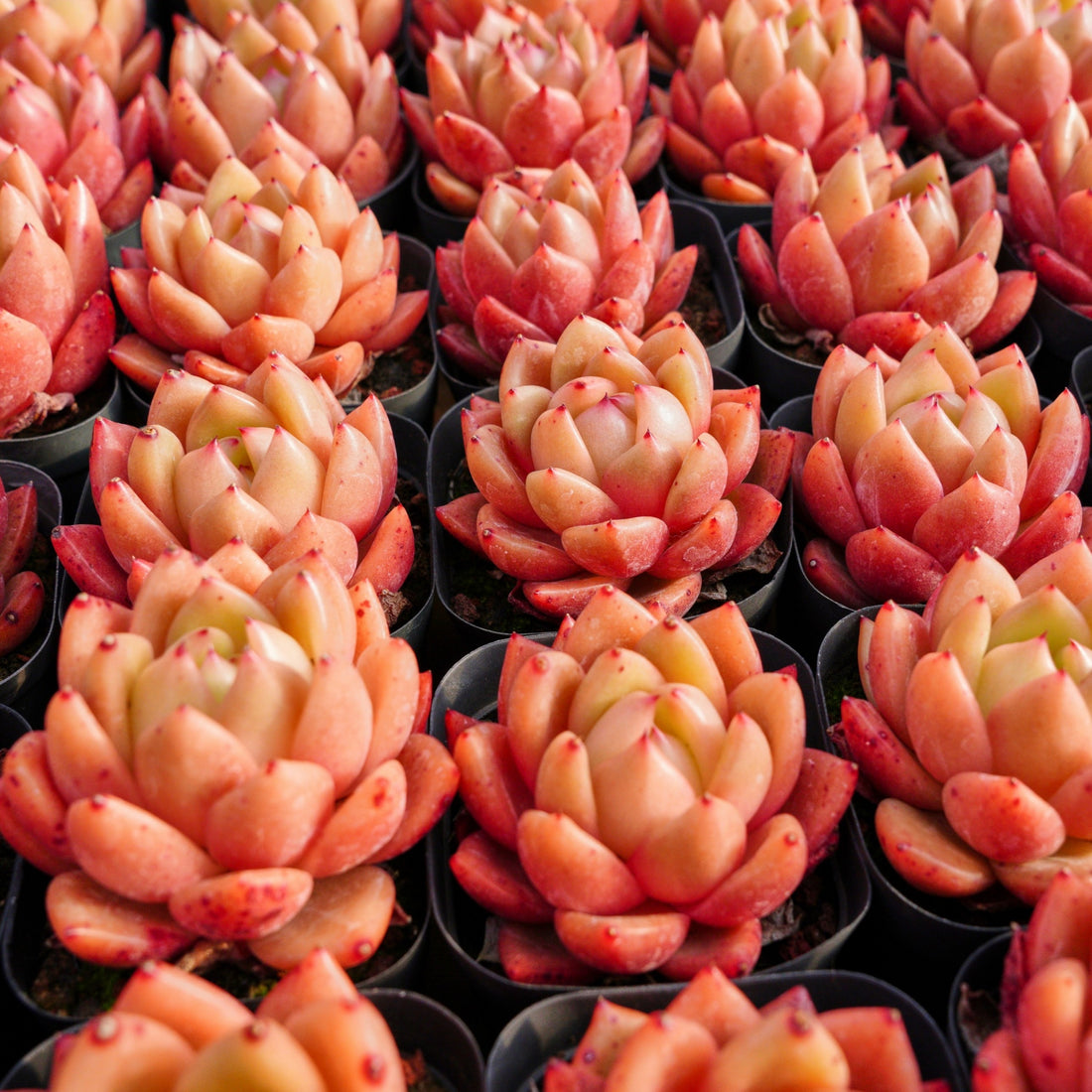 2'' Echeveria Encore, Rare Live Succulent Plants