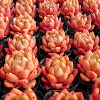 2'' Echeveria Encore, Rare Live Succulent Plants