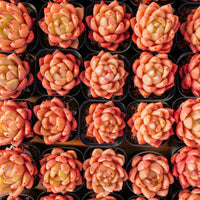 2'' Echeveria Encore, Rare Live Succulent Plants