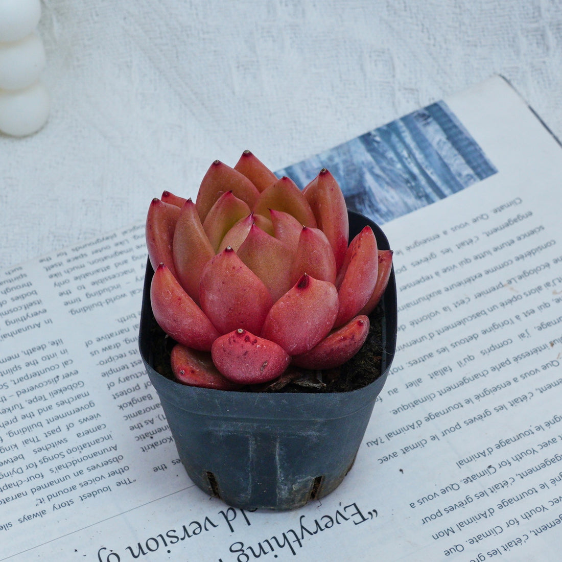 2'' Echeveria Encore, Rare Live Succulent Plants