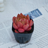 2'' Echeveria Encore, Rare Live Succulent Plants