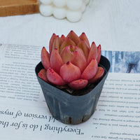 2'' Echeveria Encore, Rare Live Succulent Plants