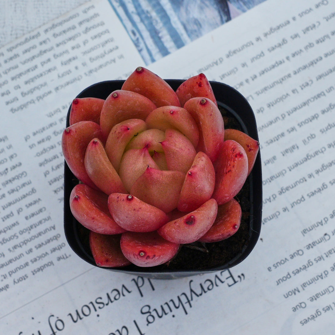 2'' Echeveria Encore, Rare Live Succulent Plants