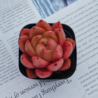 2'' Echeveria Encore, Rare Live Succulent Plants