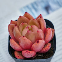 2'' Echeveria Encore, Rare Live Succulent Plants