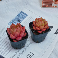 2'' Echeveria Encore, Rare Live Succulent Plants