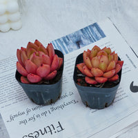 2'' Echeveria Encore, Rare Live Succulent Plants