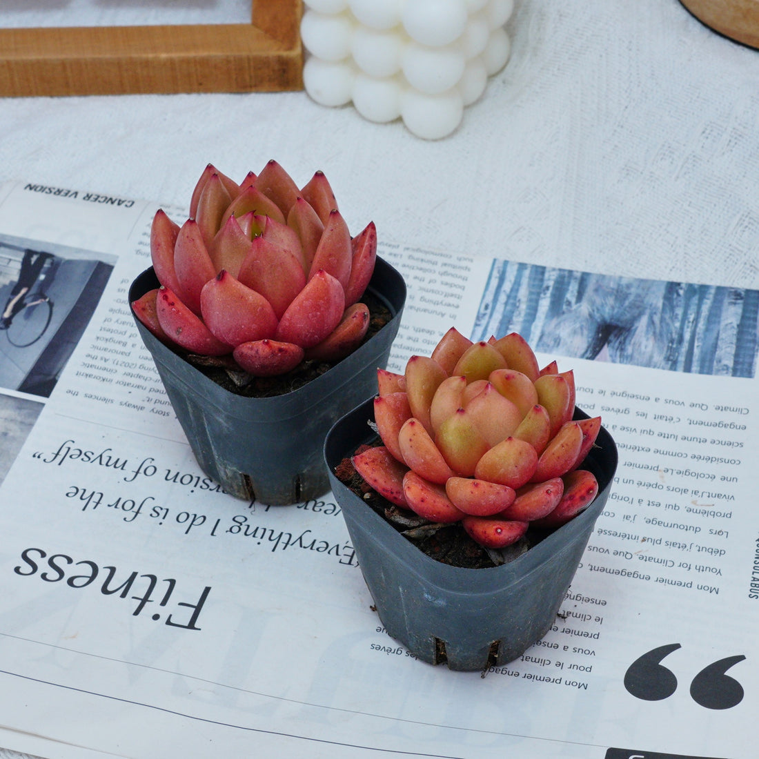 2'' Echeveria Encore, Rare Live Succulent Plants