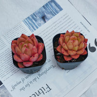 2'' Echeveria Encore, Rare Live Succulent Plants