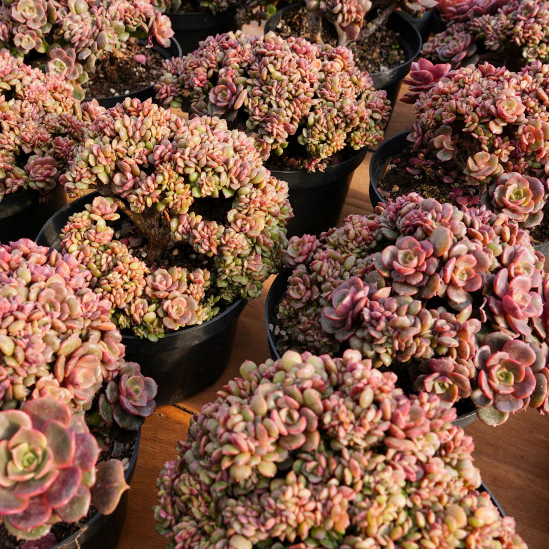 6'' Echeveria Zester Crested, Rare Live Succulent Plants