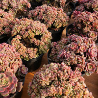 6'' Echeveria Zester Crested, Rare Live Succulent Plants