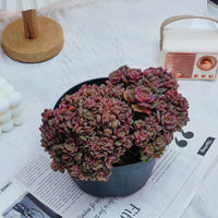 6'' Echeveria Zester Crested, Rare Live Succulent Plants