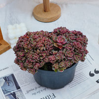 6'' Echeveria Zester Crested, Rare Live Succulent Plants