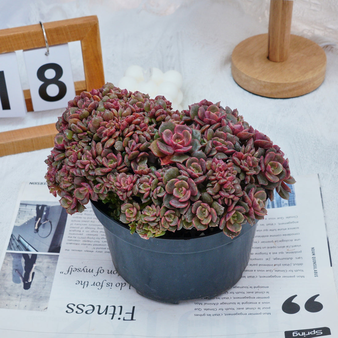 6'' Echeveria Zester Crested, Rare Live Succulent Plants