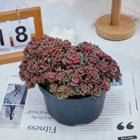 6'' Echeveria Zester Crested, Rare Live Succulent Plants