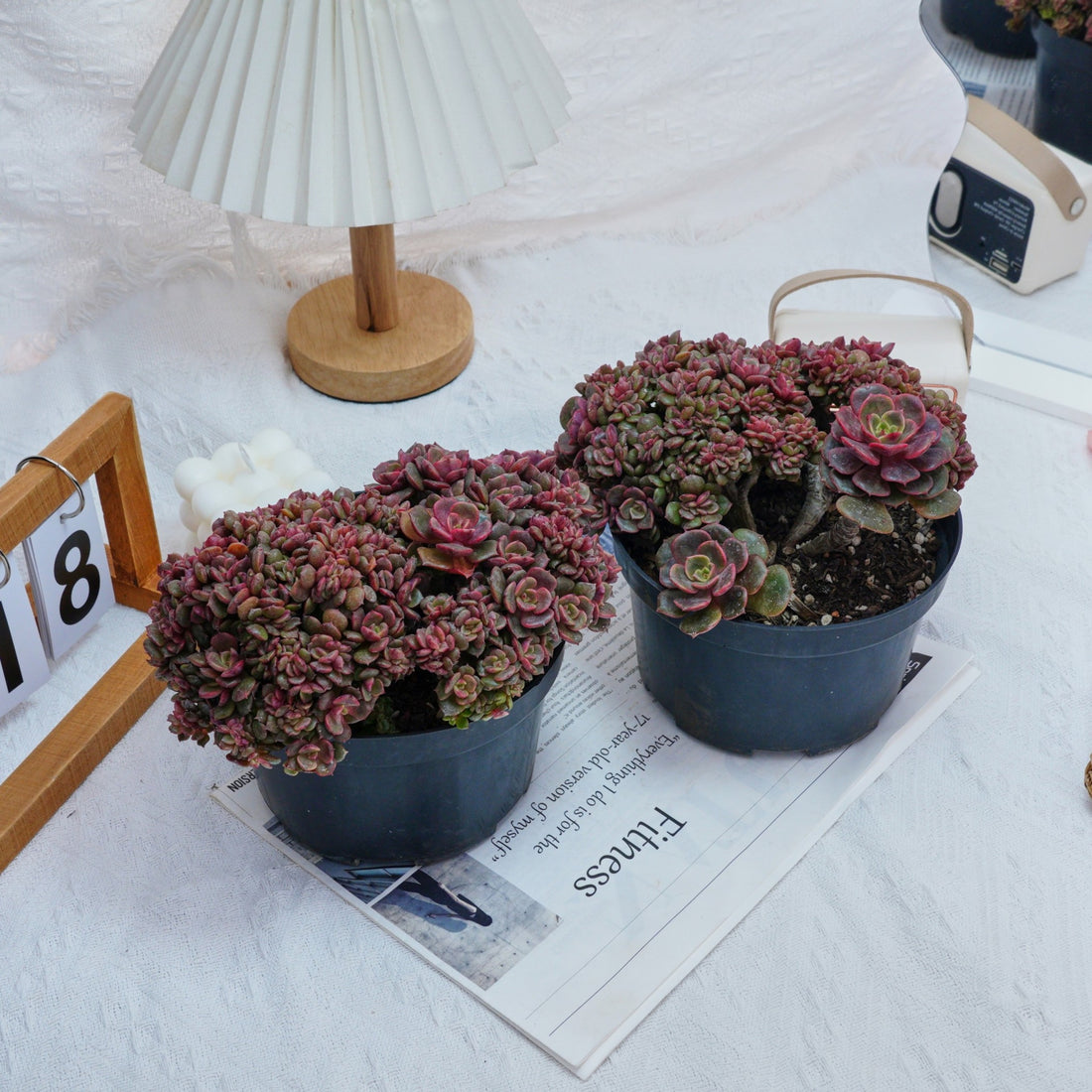 6'' Echeveria Zester Crested, Rare Live Succulent Plants