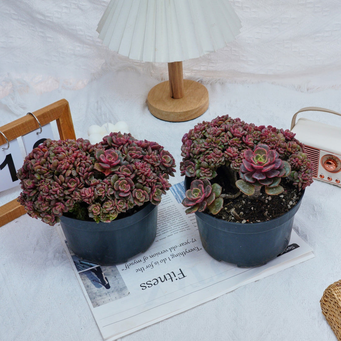 6'' Echeveria Zester Crested, Rare Live Succulent Plants