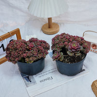 6'' Echeveria Zester Crested, Rare Live Succulent Plants