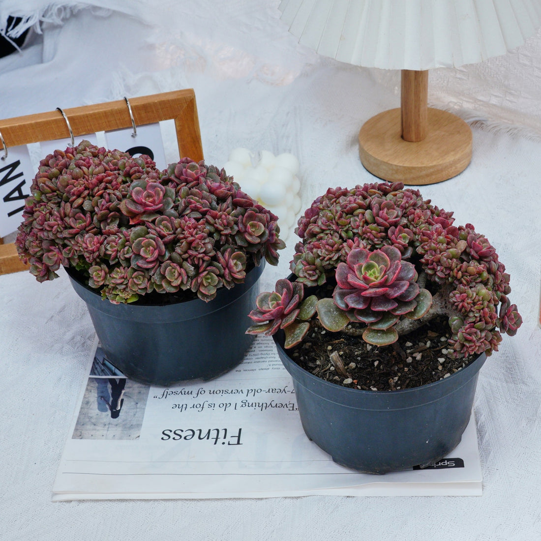 6'' Echeveria Zester Crested, Rare Live Succulent Plants