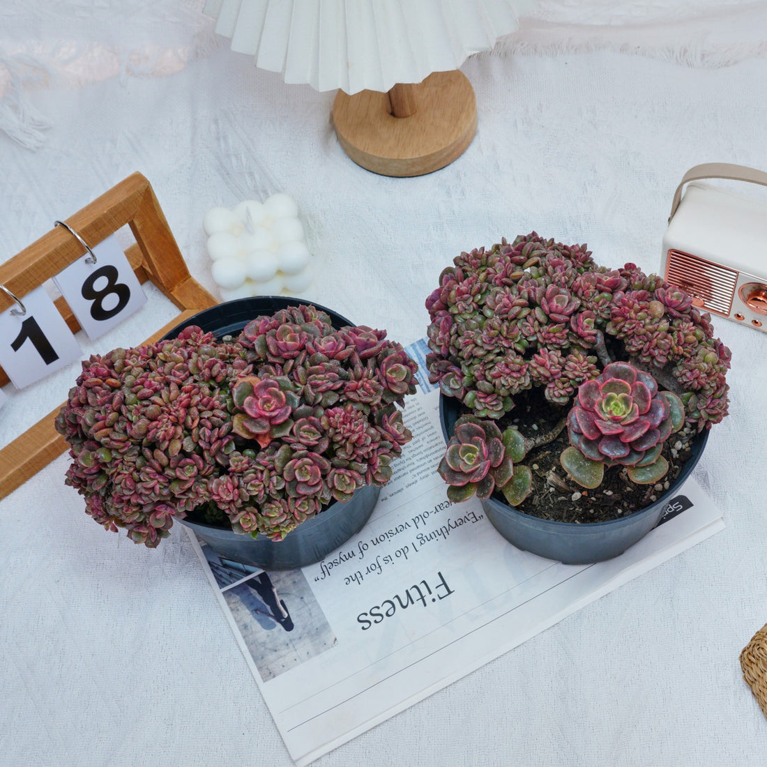 6'' Echeveria Zester Crested, Rare Live Succulent Plants