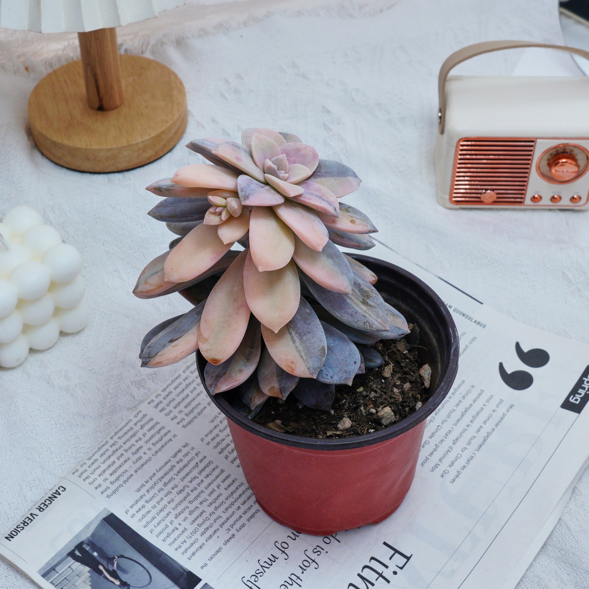 super bum succulent 5'' Graptopetalum Superbum Variegated, Rare Live Succulent Plants –  cocosucculent